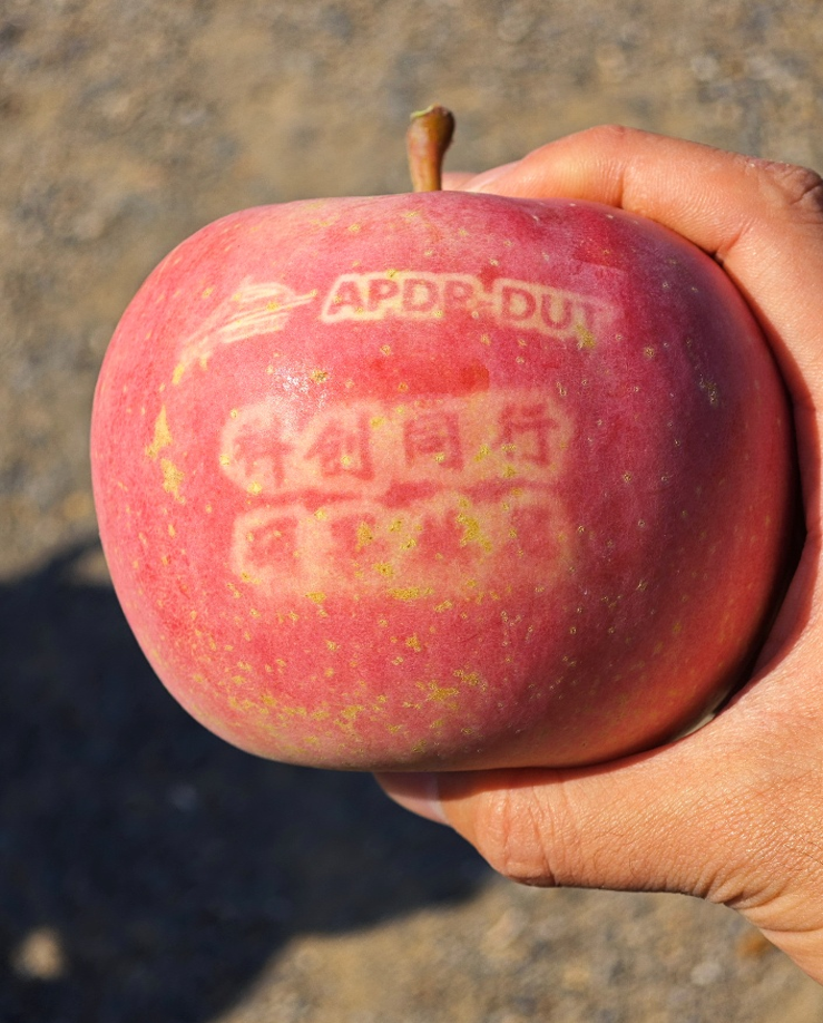 APDP-Dut 品牌苹果