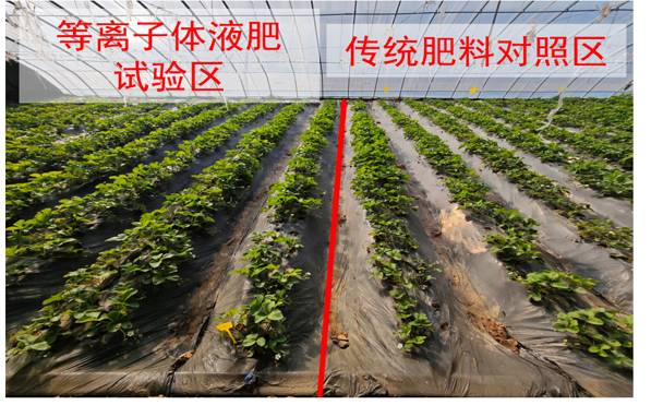 等离子体液肥试验区 vs 传统肥料对照区