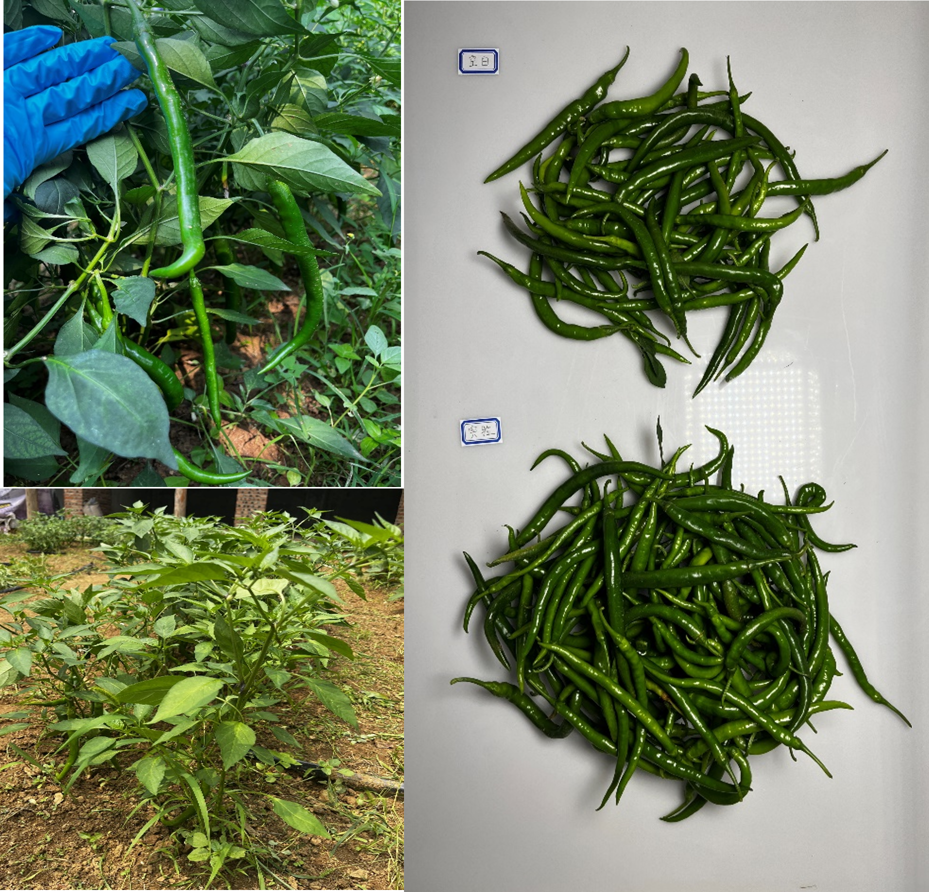 辣椒种植对比实验