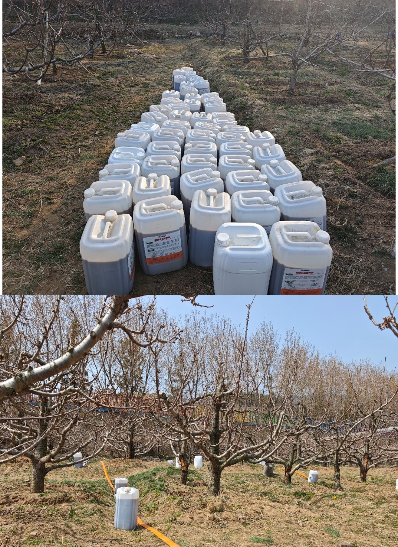 果园液肥施用现场