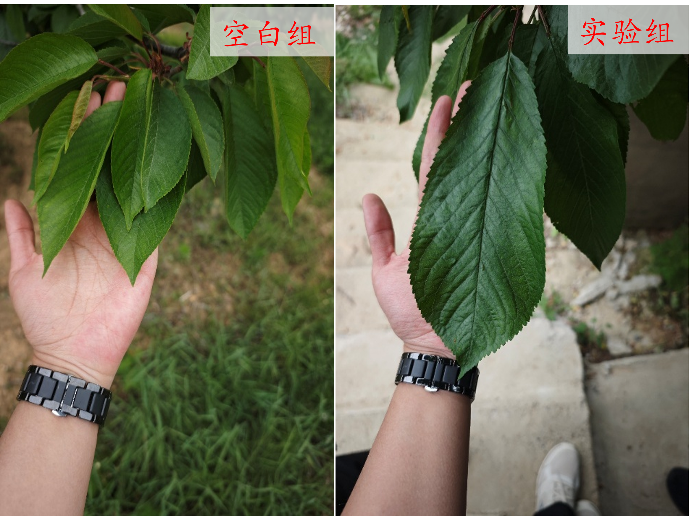 空白组与实验组叶片对比