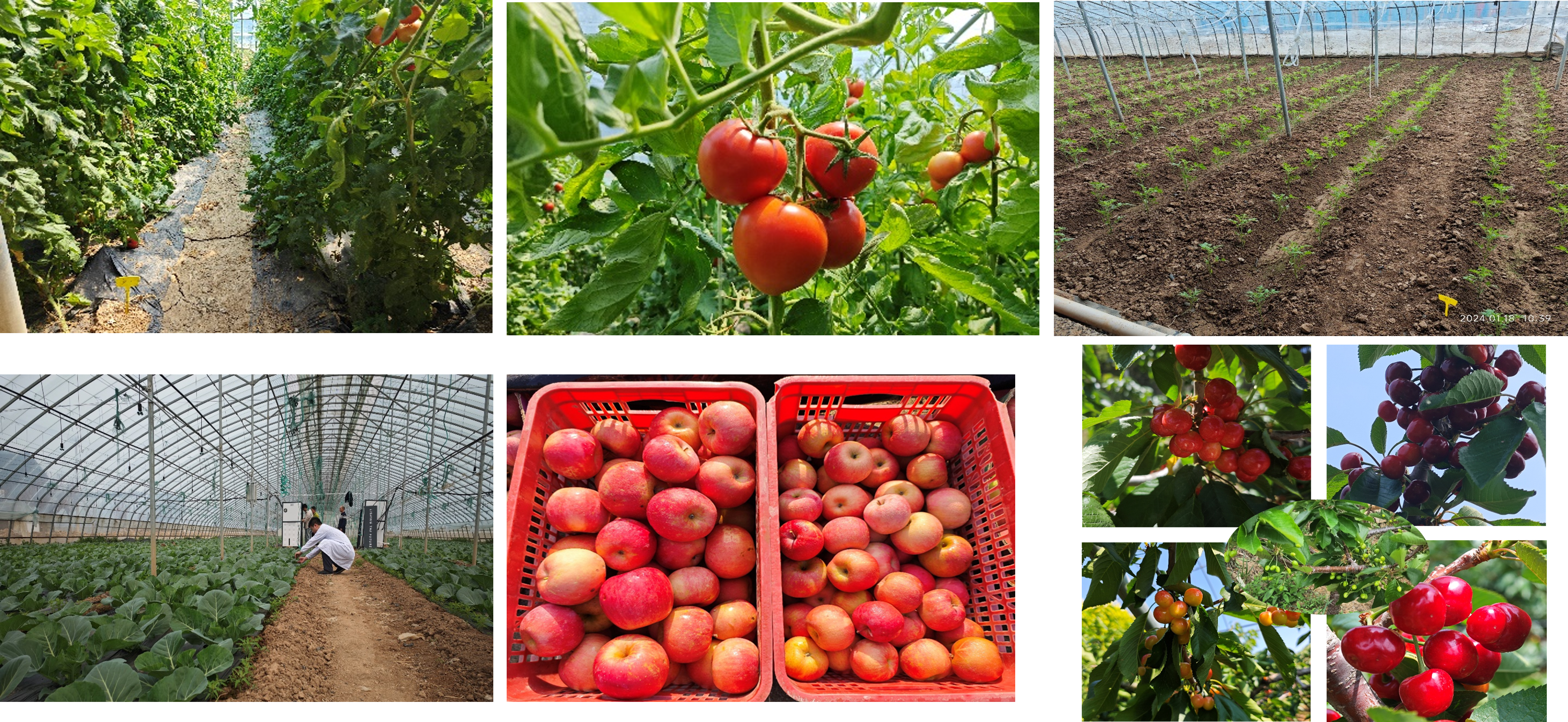 温室种植与丰收成果